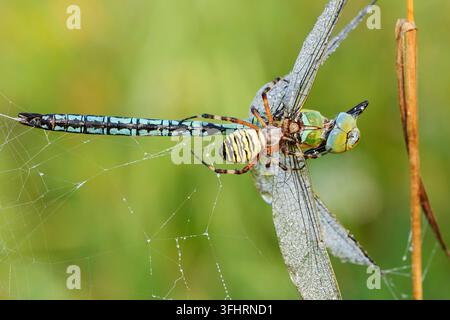 Hornissenspinner (Argiope bruennichi), Weibchen mit einem gefangenen männlichen Kaiserlibellen (Anax imperator) in ihrem Netz, Nordrhein-Westfalen, Deutschland Stockfoto
