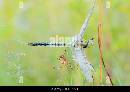 Hornissenspinner (Argiope bruennichi), Weibchen mit einem gefangenen männlichen Kaiserlibellen (Anax imperator) in ihrem Netz, Nordrhein-Westfalen, Deutschland Stockfoto