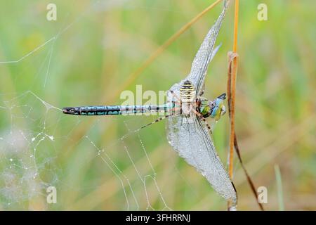 Hornissenspinner (Argiope bruennichi), Weibchen mit einem gefangenen männlichen Kaiserlibellen (Anax imperator) in ihrem Netz, Nordrhein-Westfalen, Deutschland Stockfoto