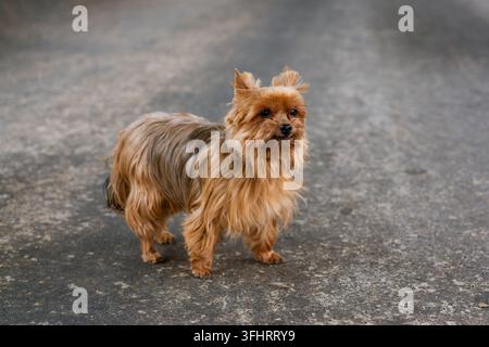 Lustiger reinrassiger schöner Yorkshire-Terrier von brauner Farbe zum Spaziergang an der Leine Stockfoto