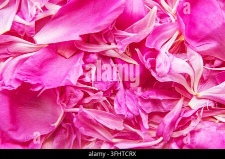 Rosa pfingstrose Blütenblätter Stockfoto