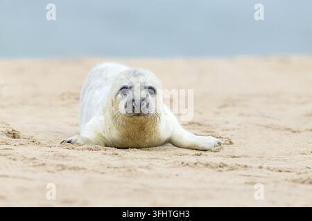 Ansicht eines jungen Grauwalfjüchleins, das auf dem Sandstrand in Norfolk, Vereinigtes Königreich, ruht. Stockfoto