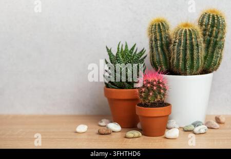 Kleine Kakteen und Sukkulenten, die in Terrakottatöpfen auf einem Holztisch wachsen Stockfoto