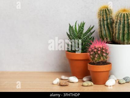 Kleine Kakteen und Sukkulenten, die in Terrakottatöpfen auf einem Holztisch wachsen Stockfoto