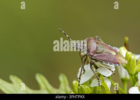Schlehenwanze (Dolycoris baccarum) Stockfoto