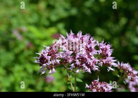 Lila Oreganoblüten blühen in einem Sommergarten Stockfoto