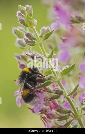 Buff-tailed Hummel (Bombus Terrestris) Stockfoto