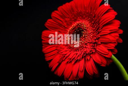 Helle Gerbera-Blume auf schwarzem Hintergrund Stockfoto