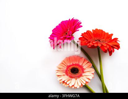 Helle Gerbera-Blumen auf weißem Hintergrund Stockfoto