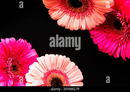 Helle Gerbera-Blumen auf schwarzem Hintergrund Stockfoto