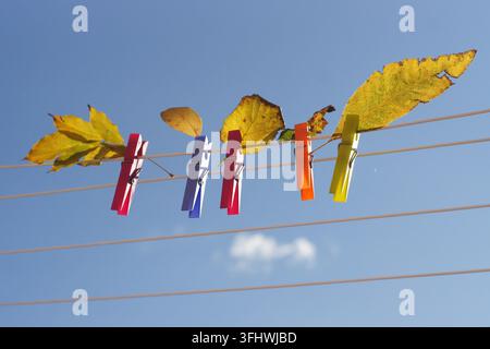 Bunte Wäscheklammern halten Herbstblätter an einer Wäscheleine vor einem klaren blauen Himmel, ein verspieltes saisonales Stillleben mit Kopierraum. Stockfoto