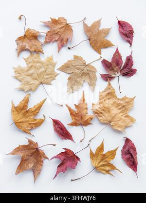 Sammlung von mehrfarbigen gefallenen Herbstblättern Stockfoto