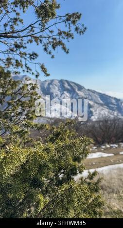Ein Baum mit grünen Blättern steht vor einem Berg Stockfoto