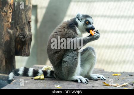 Ringkauz-Lemur sitzt auf einer Holzplattform und isst eine Karotte Stockfoto