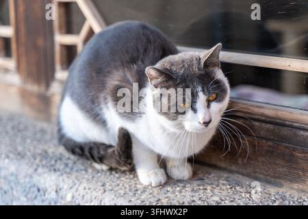 Graue und weiße Hauskatze mit Kurzhaar, die auf der Fensterbank eines Bauernhauses hockt und nach unten schaut Stockfoto