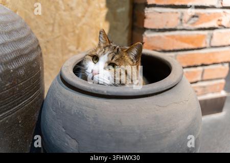 Nahaufnahme einer neugierigen dicken getigerten Katze, die aus der Öffnung eines Keramikgefäßes späht Stockfoto