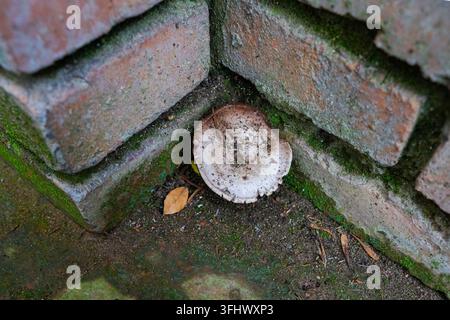 Wild kleine Pilze wachsen auf moosigem Boden an einer Ecke einer roten Backsteinmauer Stockfoto