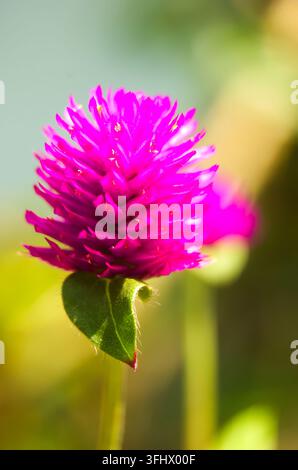Makrofoto von Gomphrena globosa-Blüte, allgemein bekannt als Kugel-Amaranth, makhmali und vadamalli im Garten Stockfoto