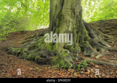 Rotbuche (Fagus Sylvatica) Stockfoto