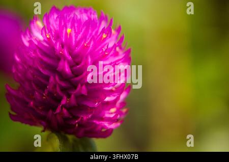 Makrofoto von Gomphrena globosa-Blüte, allgemein bekannt als Kugel-Amaranth, makhmali und vadamalli im Garten Stockfoto