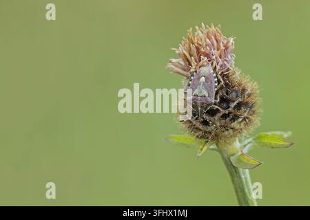 Schlehenwanze (Dolycoris baccarum) Stockfoto
