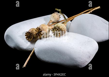 Getrocknete Mohnblütenköpfe auf weißen Flusssteinen Stockfoto