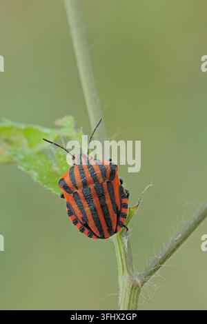 Gestreifter Stinkkäfer (Graphosoma lineatum) Stockfoto