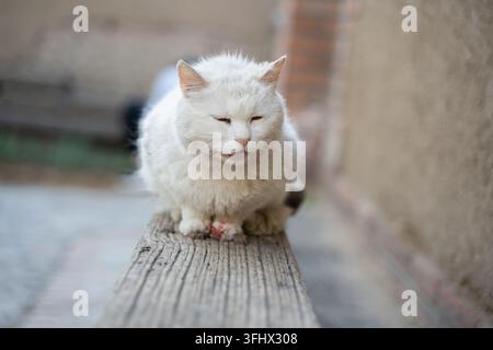 Weiße Kurzhaarkatze blinzelt, während sie auf einem Holzstuhl sitzt Stockfoto