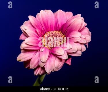 Weiche rosa Gerbera-Rose vor tiefblauem Hintergrund Stockfoto