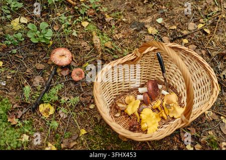 Frische Wildpilze in einem Weidenkorb beim Sammeln im Wald Stockfoto