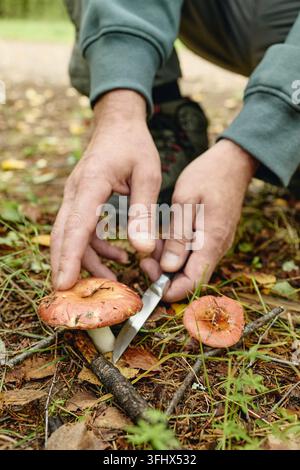 Mann, der im Herbstwald mit einem Messer Wildpilze sammelt Stockfoto