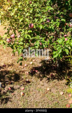 Reife rote Äpfel, die von einem Baum auf trockenes Gras im Sonnenlicht gefallen sind Stockfoto