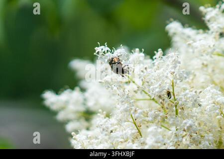 Makroaufnahme eines Maikäfer, der auf einer weißen Wildblume sitzt Stockfoto