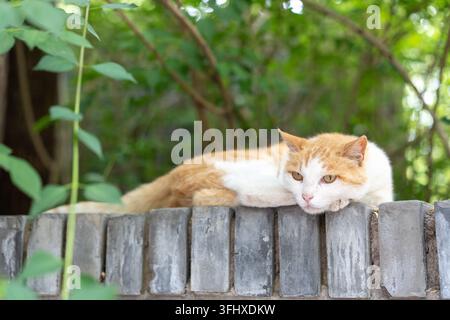 Orange und weiße Katze, die ihren Kopf an einer Ziegelwand ausruht Stockfoto