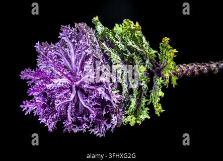 Dramatischer Zierkohl mit lebhaftem Lila und Grün auf Schwarz Stockfoto