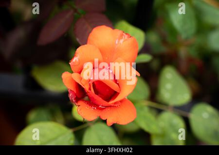 Makro-Nahaufnahme einer orange-roten Rosenblüte mit Wassertropfen Stockfoto