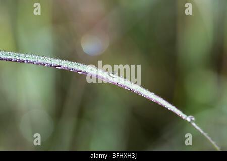Wunderschöne Nahaufnahm Makrofotografie von winzigen durchsichtigen Morgentautropfen, die auf einem dünnen Grashalm in einer Wiese glitzern, mit einem weichen, verschwommenen grünen Na Stockfoto