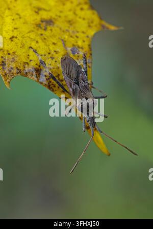 Western Nadelbaum same Bug (Leptoglossus occidentalis) Stockfoto