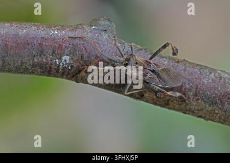 Western Nadelbaum same Bug (Leptoglossus occidentalis) Stockfoto