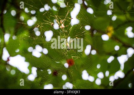 Joro-Spinne im Spinnennetz im Morgenrot Stockfoto
