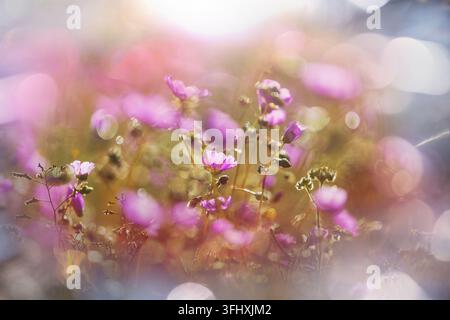 Nahaufnahme der schönen Blumen. Geeignet für floral background. Stockfoto