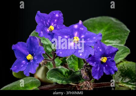 Lila afrikanische Veilchenblüten mit Tautropfen auf Schwarz Stockfoto