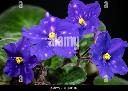 Lila afrikanische Veilchenblüten mit Tautropfen auf Schwarz Stockfoto