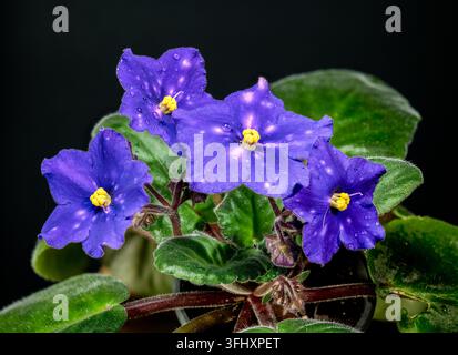 Lila afrikanische Veilchenblüten mit Tautropfen auf Schwarz Stockfoto