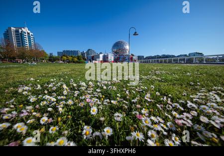 Gänseblümchen blühen auf einem Rasen vor der geodätischen Kuppel von Science World am False Creek in Vancouver, British Columbia, Kanada. Stockfoto