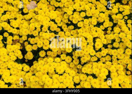 Lebendiges Feld mit gelben Chrysanthemenblüten in voller Blüte Stockfoto