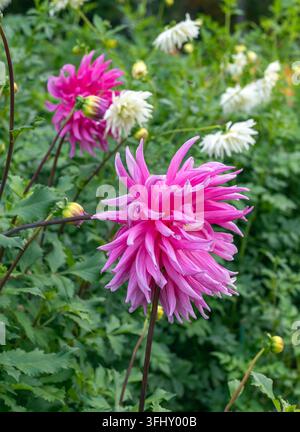 Leuchtende rosa Kaktus-Dahlia-Blüte, die im Herbstgarten blüht Stockfoto