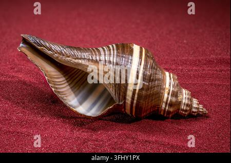 Gestreifte Meeresnapfschale auf rotem Sand Stockfoto