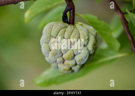 Frische Zucker-Apfel-Frucht auf dem Ast Stockfoto