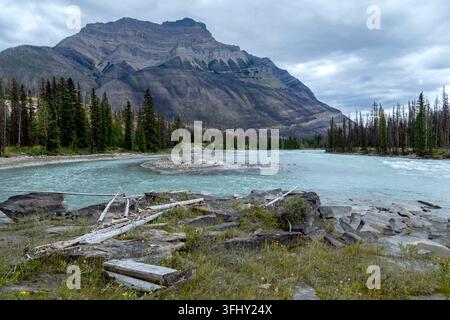 Mächtiger Wasserfall stürzt über geschichtete Felsen, umgeben von üppigem grünem Wald, Athabasca-Fälle, Jasper-Park, Alberta, Kanada Stockfoto